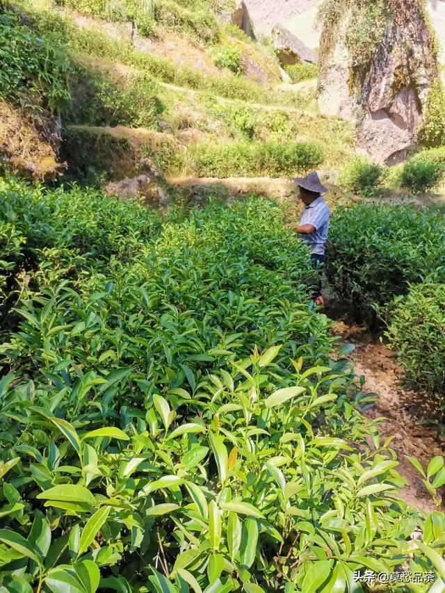 回答给领导送礼送什么茶叶比较好？