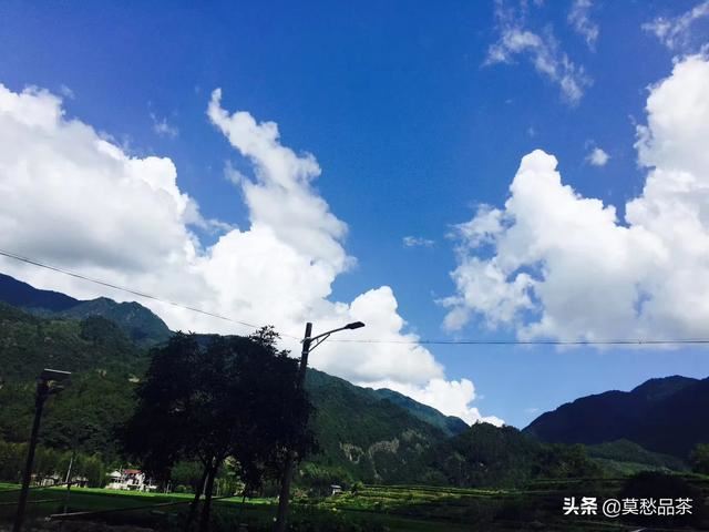回答给领导送礼送什么茶叶比较好？