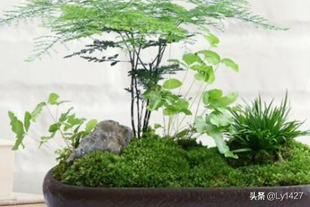 教师节适宜送什么花？