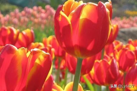 教师节适宜送什么花？