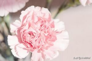 教师节适宜送什么花？
