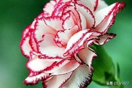 教师节适宜送什么花？