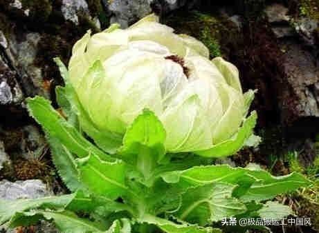 回答去西藏有什么该买的特产?