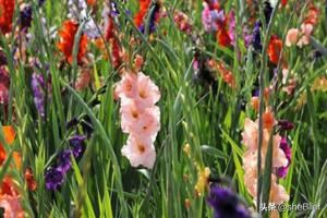教师节适宜送什么花？