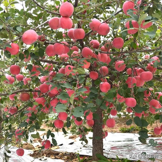 回答买什么品种的红富士送礼好?