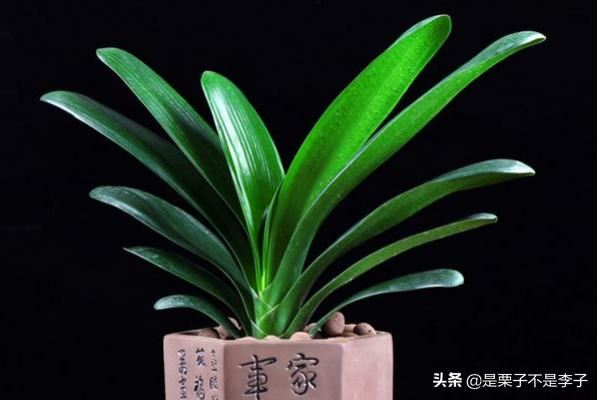 搬迁新的办公室，办公桌放什么植物好？