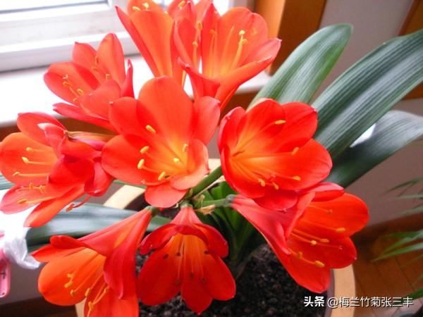 君子兰为什么不能随便送人？