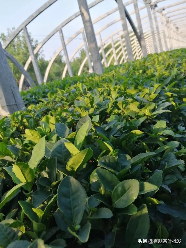 买茶叶送客户哪种比较好？