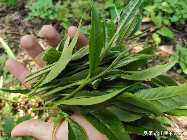 什么茶叶最受欢迎？