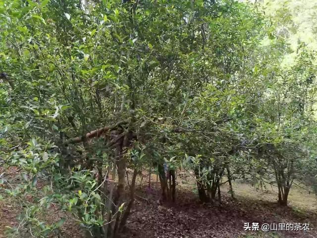 什么茶叶最受欢迎？