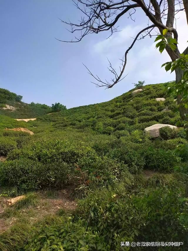 什么茶叶最受欢迎？