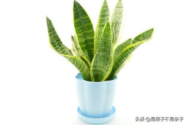 回答搬迁新的办公室,办公桌放什么植物好?