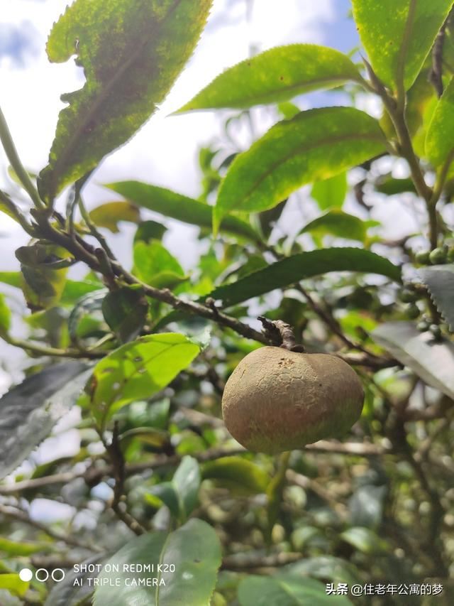 什么茶叶最受欢迎？