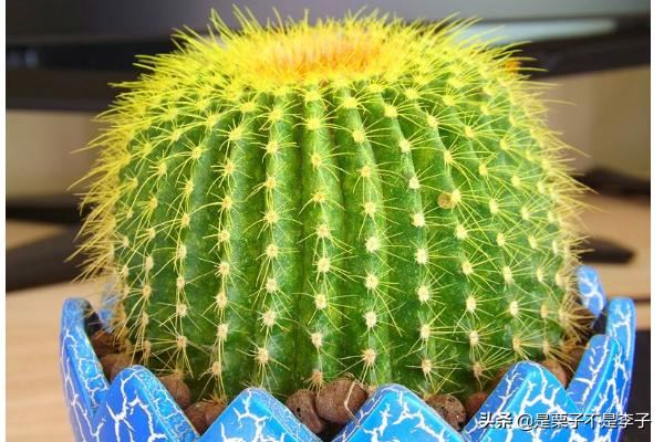 搬迁新的办公室，办公桌放什么植物好？