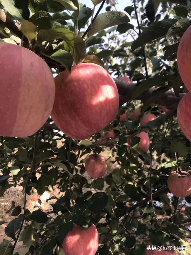 回答买什么品种的红富士送礼好?