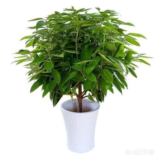 买盆栽送人，送什么好，君子兰好么，还有其它的么？