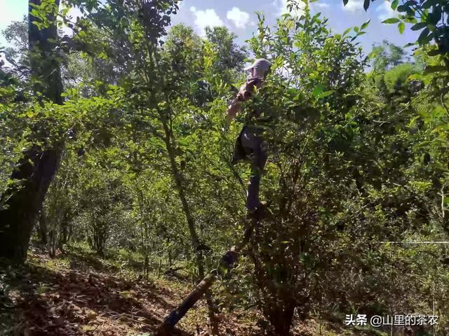 什么茶叶最受欢迎？
