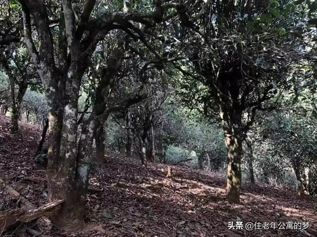 什么茶叶最受欢迎？