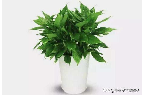 搬迁新的办公室，办公桌放什么植物好？