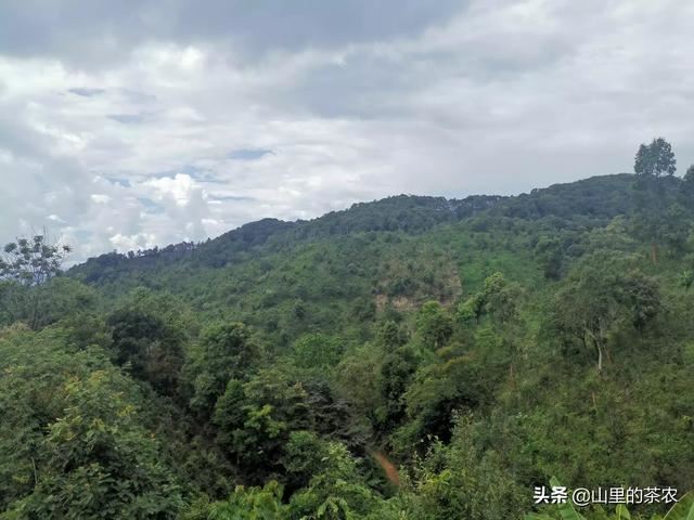什么茶叶最受欢迎？