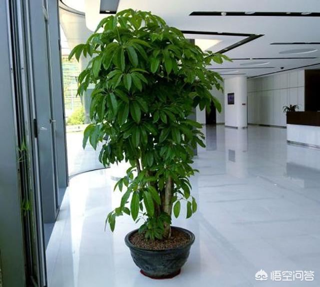 买盆栽送人，送什么好，君子兰好么，还有其它的么？