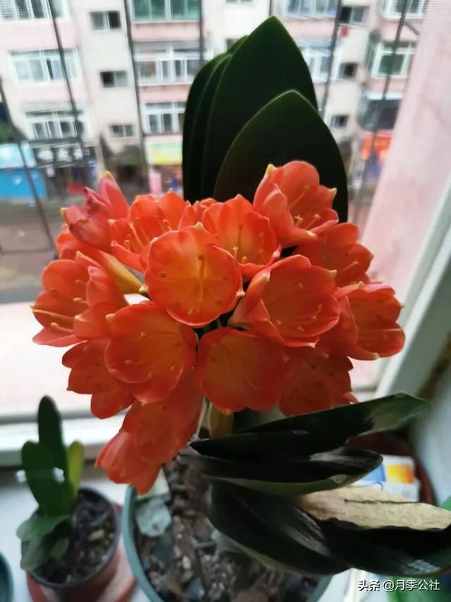 君子兰为什么不能随便送人？