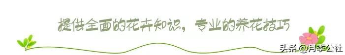 君子兰为什么不能随便送人？