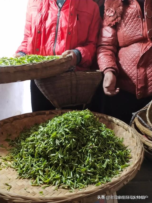 请问淘宝哪家茶叶店比较放心可信、我想买点茶叶？