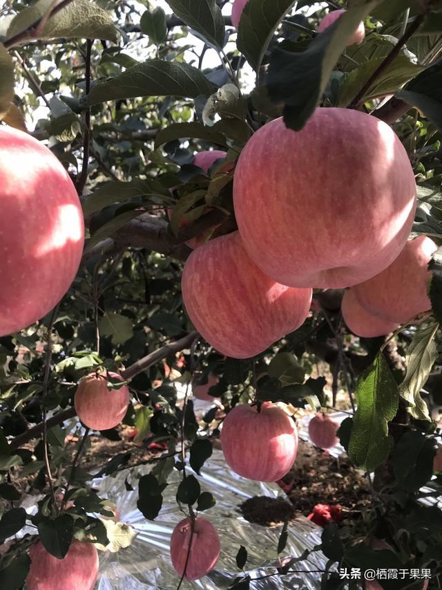 回答买什么品种的红富士送礼好?