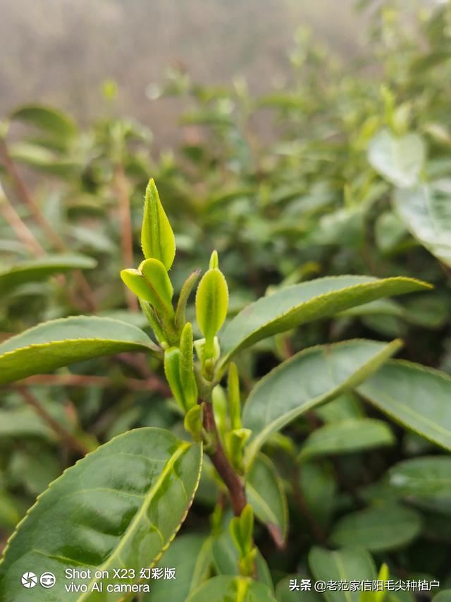 请问淘宝哪家茶叶店比较放心可信、我想买点茶叶？