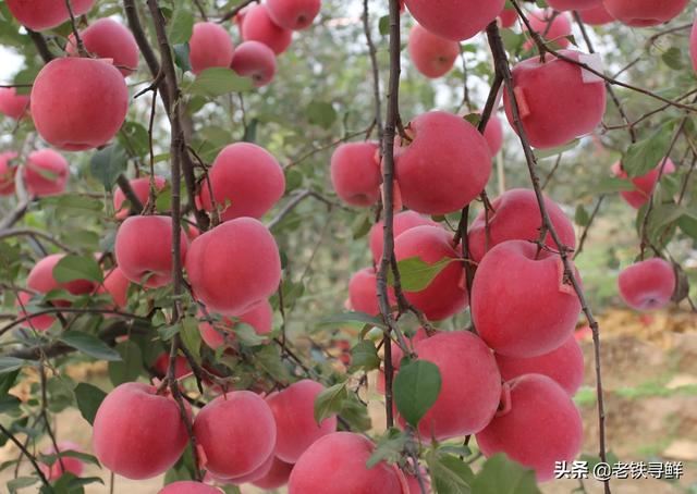 回答买什么品种的红富士送礼好?