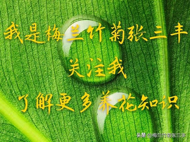 君子兰为什么不能随便送人？