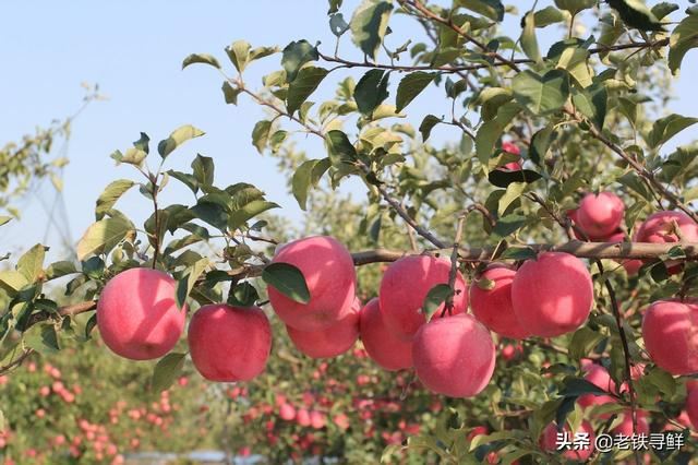 回答买什么品种的红富士送礼好?