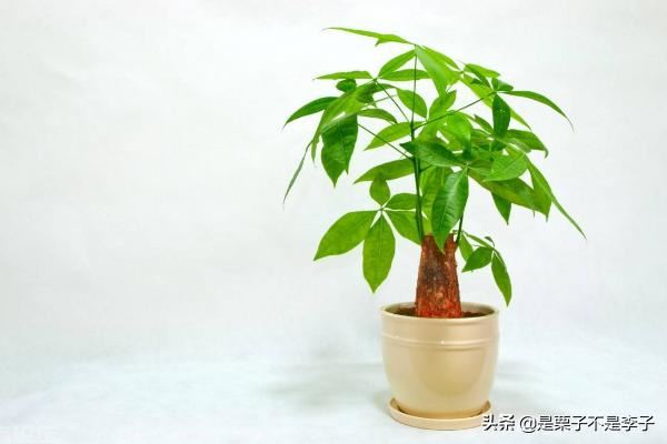 搬迁新的办公室，办公桌放什么植物好？