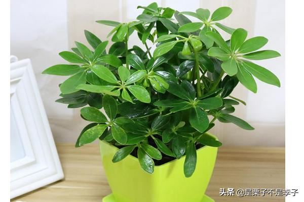 搬迁新的办公室，办公桌放什么植物好？