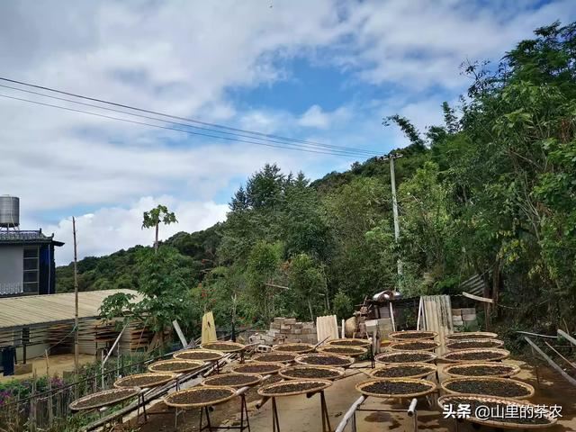 什么茶叶最受欢迎？