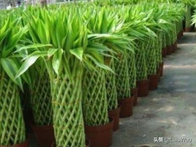 朋友搬新家送什么礼物给他好？
