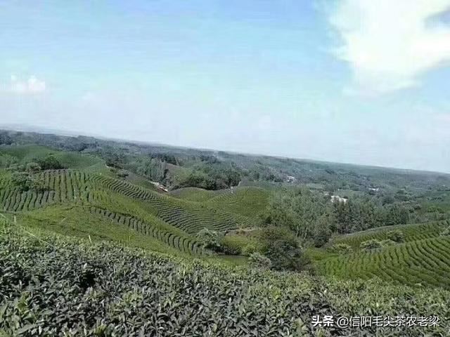 大学毕业想送老师个茶叶，送什么品种的茶好呢？