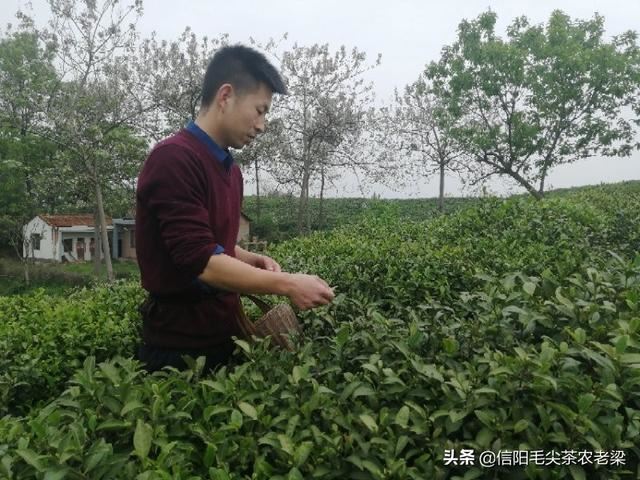 大学毕业想送老师个茶叶，送什么品种的茶好呢？