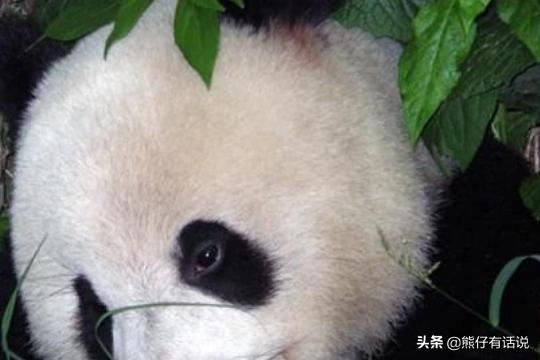 中国给别的国家赠送大熊猫的意义是什么？
