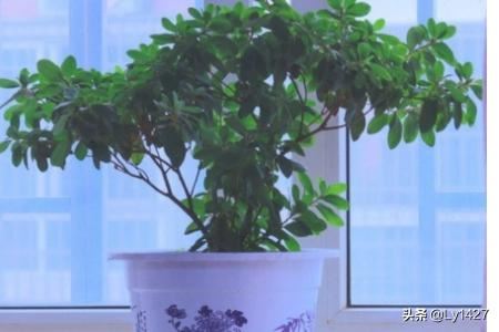 朋友新居入伙送什么礼物合适？