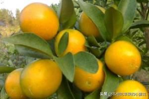 去长沙该带什么特产回来？