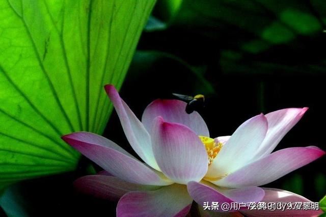 520怎样给自己喜欢的女孩送礼物？