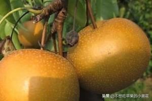 去长沙该带什么特产回来？