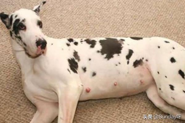 狗狗怀孕后吃什么好？