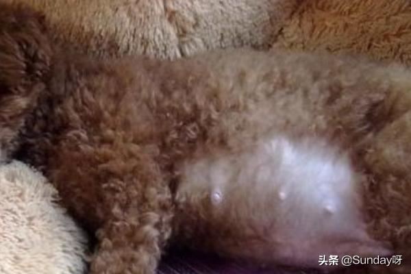 狗狗怀孕后吃什么好？
