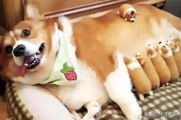 狗狗怀孕后吃什么好？