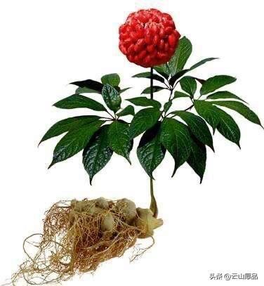 云南那边有什么特产可以带回来送礼的？