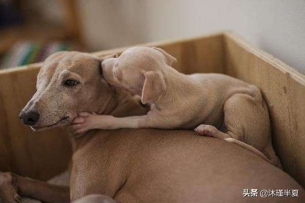 狗狗怀孕后吃什么好？