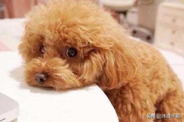 狗狗怀孕后吃什么好？